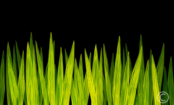 Leaves Shoot