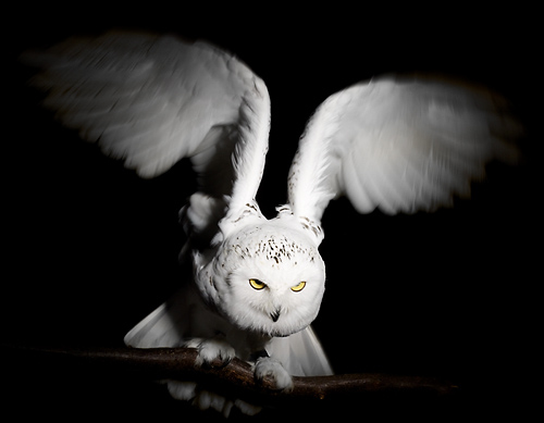 Owls visit the studio
