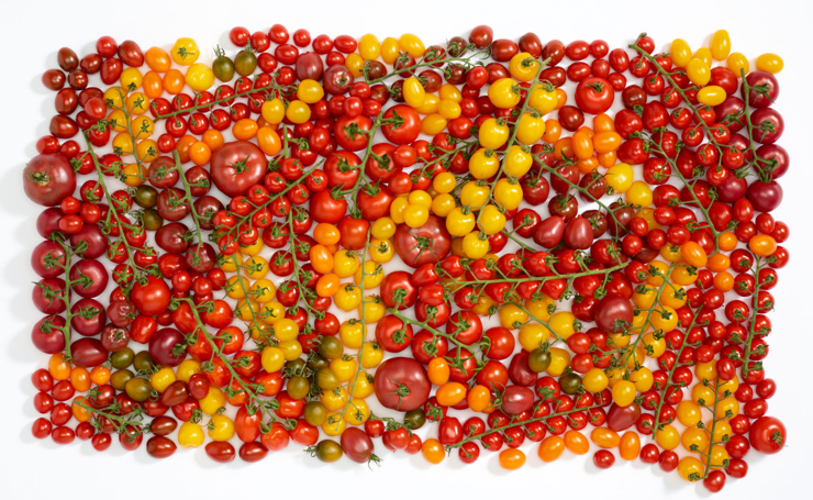 Harmonize_amin_spread_of_tomatoes_2048px_48207.jpg