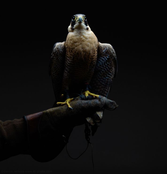 Peregrine Falcon photographed in the studio