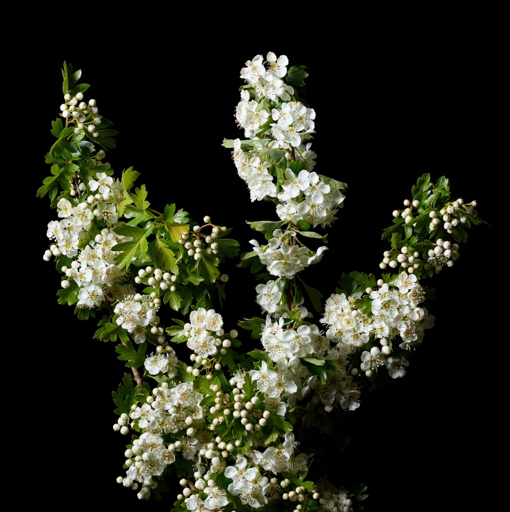 Hawthorn Blossom